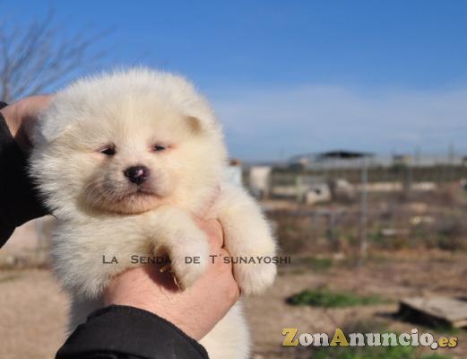 AKITAS DE LA SENDA DE T'SUNAYOSHI